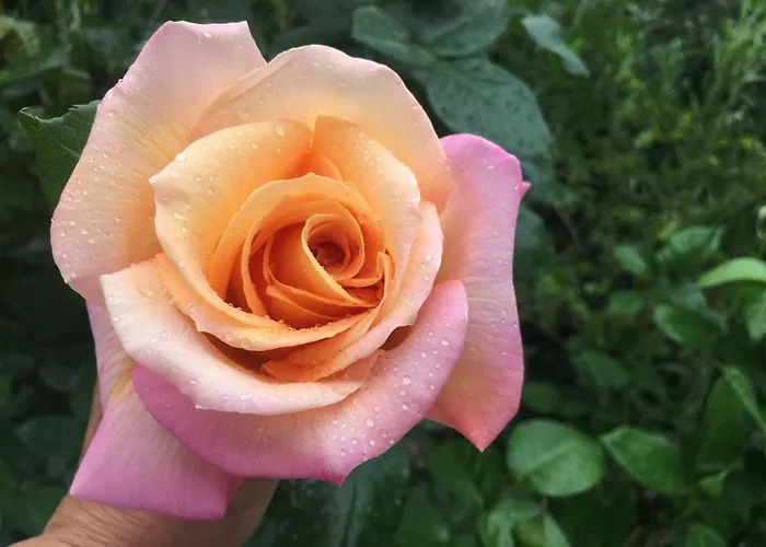 فندق مبيت وإفطار Sole Luna