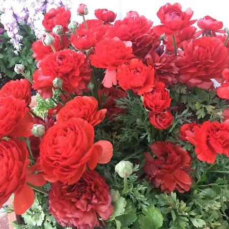 索莱露娜住宿加早餐酒店 3*