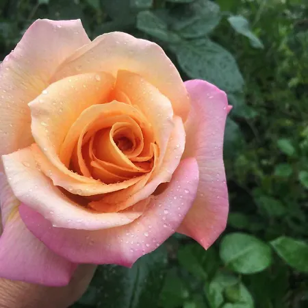 فندق مبيت وإفطار Sole Luna