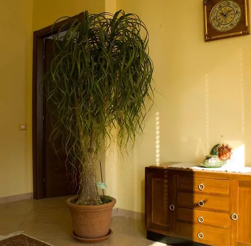 索莱露娜住宿加早餐酒店 3*