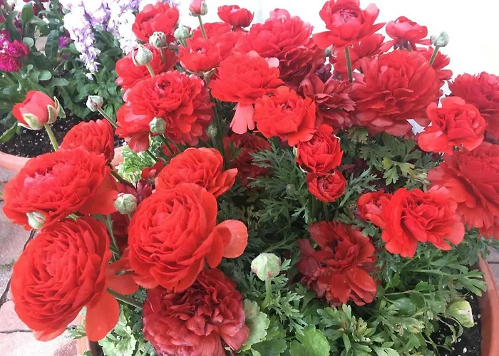 索莱露娜住宿加早餐酒店 3*